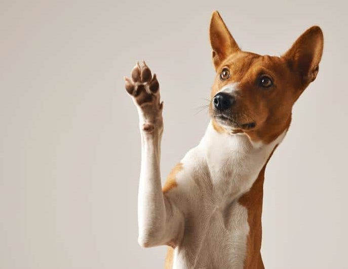 Populære hunderacer